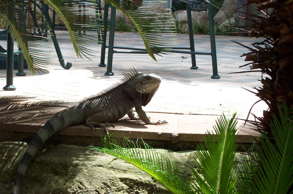 2003 Aruba